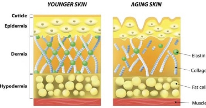 collagen skin