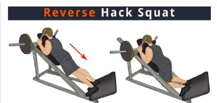reverse hack squat